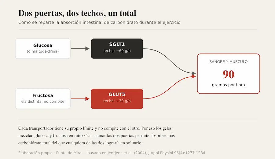Diagrama de los dos transportadores intestinales SGLT1 y GLUT5
