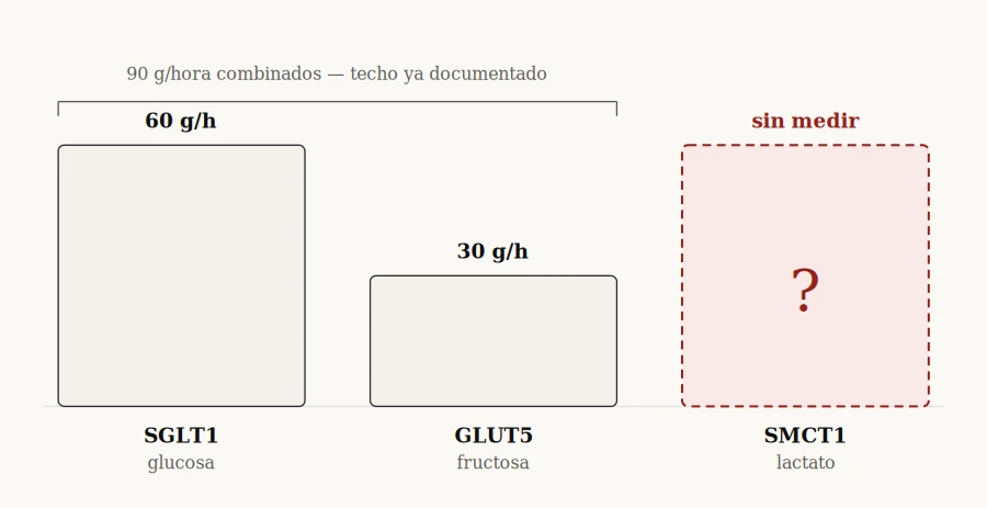 Comparación de tres vías de absorción intestinal: SGLT1 y GLUT5 con techo confirmado, SMCT1 sin medir